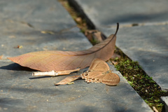 Lethe syrcis