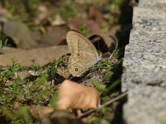 Lethe syrcis