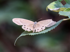 Lethe syrcis