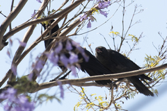 Corvus brachyrhynchos