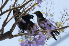 Corvus brachyrhynchos