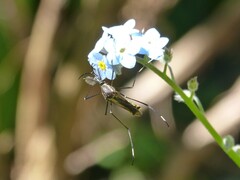 Toxorhynchites speciosus