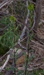 Senecio picridioides