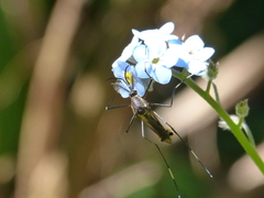 Toxorhynchites speciosus