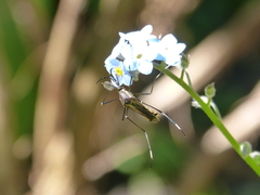 Toxorhynchites speciosus
