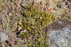 Carmichaelia corrugata