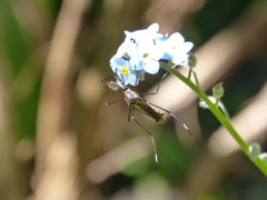 Toxorhynchites speciosus