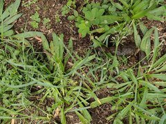 Eragrostis tenuifolia