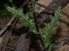 Senecio picridioides