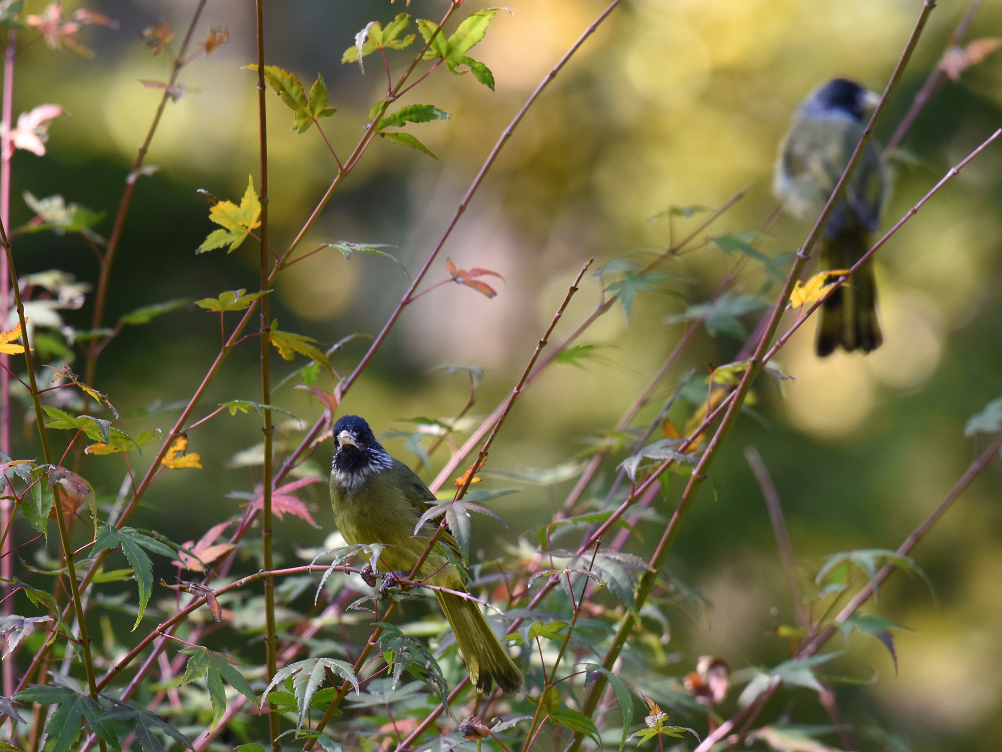 Collared Finchbill