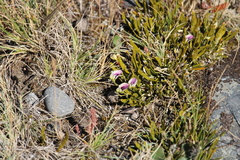 Carmichaelia corrugata