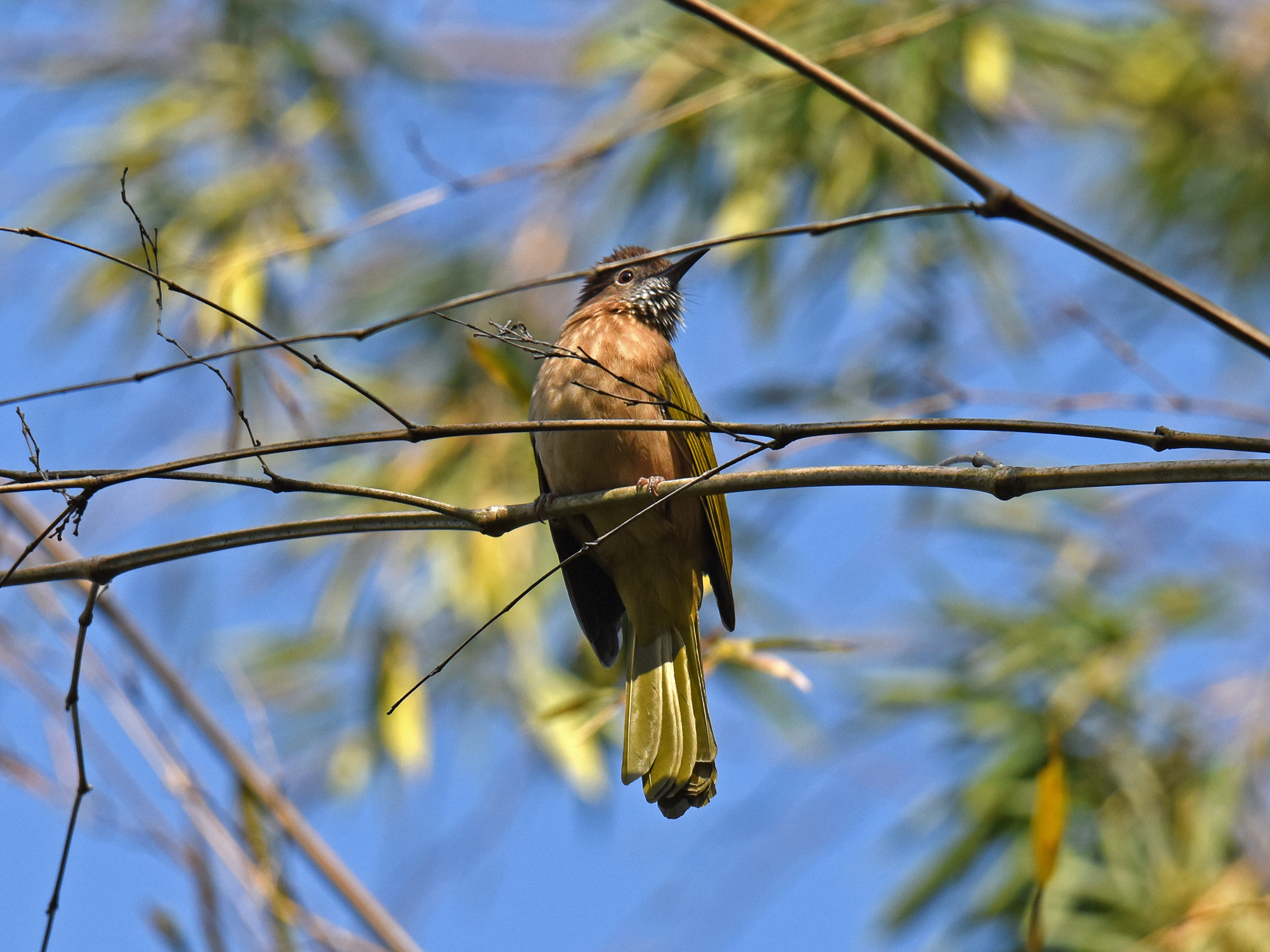 Mountain Bulbul