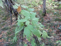 Clematis alpina sibirica