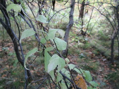 Clematis alpina sibirica
