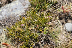 Carmichaelia corrugata