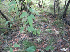 Clematis alpina sibirica
