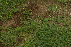 Bothriochloa pertusa