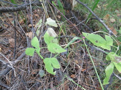 Clematis alpina sibirica