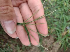 Digitaria nuda