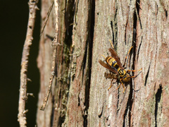 Polistes rothneyi