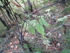 Clematis alpina sibirica
