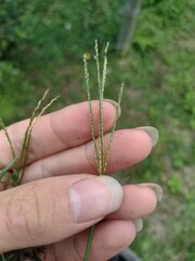Digitaria violascens