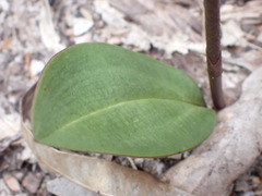 Cryptostylis leptochila