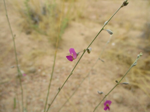 Image of Tephrosia dregeana by no rights reserved