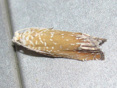 Eucosma floridana