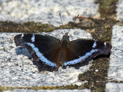 Kaniska canace