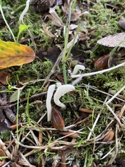 Clavulina rugosa