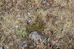 Carmichaelia corrugata