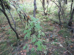Clematis alpina sibirica