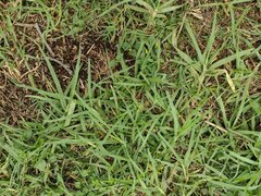 Cenchrus clandestinus