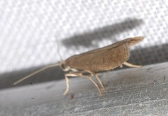 Eccopisa effractella