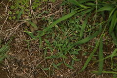 Digitaria henryi