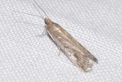 Euzophera cinerosella