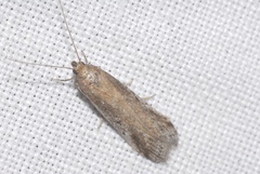 Euzophera cinerosella