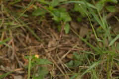Dichanthium annulatum annulatum