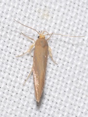 Crassa unitella