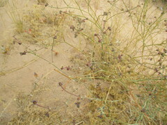 Euphorbia glanduligera image