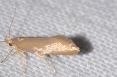 Crassa unitella