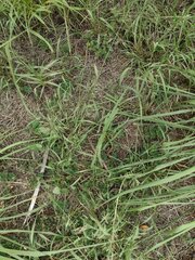 Eragrostis tenuifolia