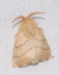 Malacosoma neustria