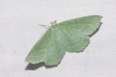 Geometra papilionaria