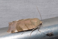 Noctua tirrenica