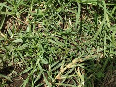 Capsella bursa-pastoris