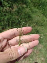 Eragrostis tenuifolia