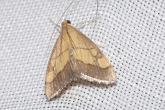 Evergestis limbata