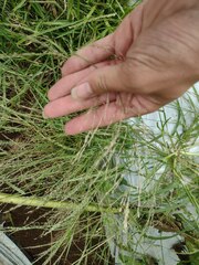 Eragrostis pectinacea